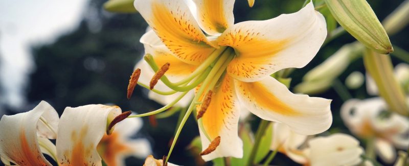 Lilies White and yellow lilies in bloom.